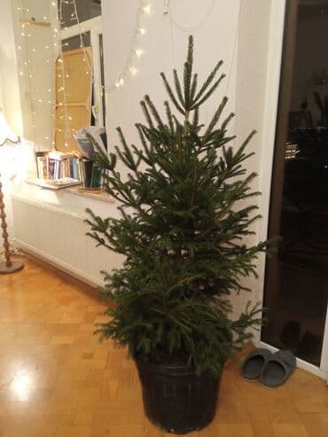 sumax ağacı: Yeni il şamları Pixta və Kremlovski təbii şamlar dibçəkdə topdan en — 12