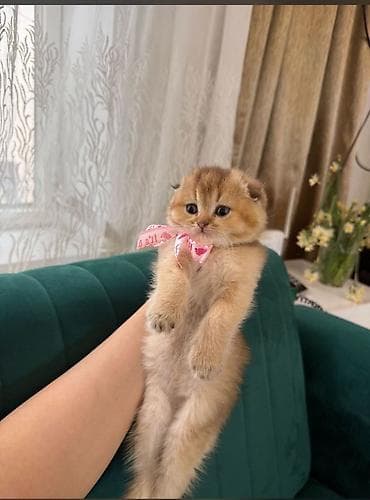 afcarka balası: Şotland, Pulsuz çatdırılma — 2