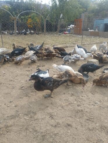 ruan ordək: Məhsul: Ev şəraitində bəslənən ördəklər (muskoviy/indo-ördəklər) — 3