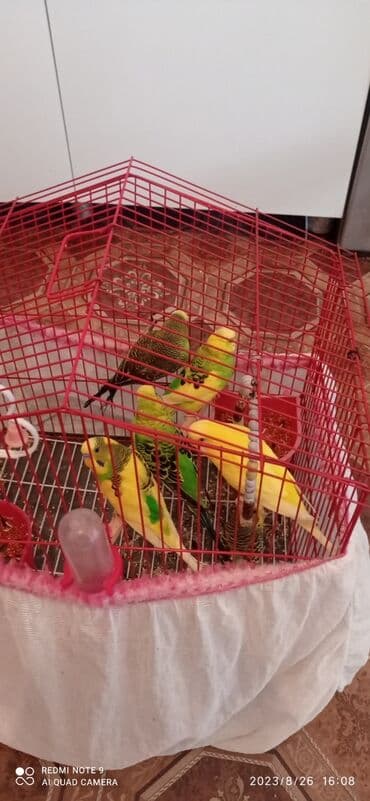 əbabil quşunun qiyməti: Sarı quş 15 azndir digərləri 10 azn təmiz ev quşudur. bir təkin qursun — 2
