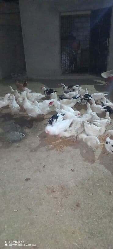 Daraq panellər: Erkək, Ətlik — 6