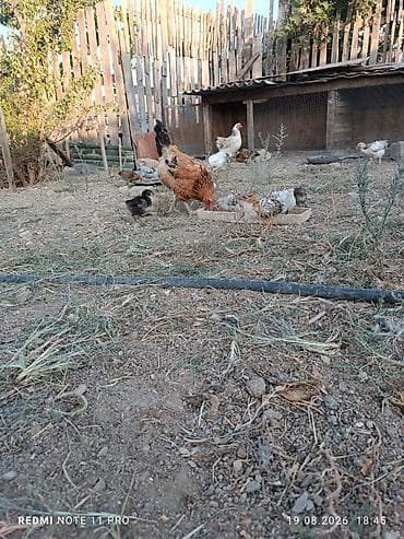 qus iran: Toyuq cücələri, Damazlıq, Ünvandan götürmə — 8