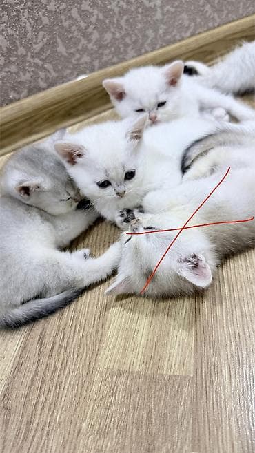 pișik: Şinşilla, Dişi, Ünvandan götürmə — 2