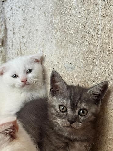 Şotland yastı qulaq