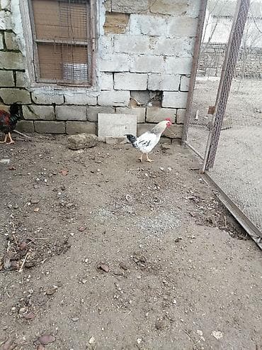 Inəklər, öküzlər: Kəsimə yararlı kənd xoruzudur istəyən əlaqə saxlasın qiymət 17 — 2