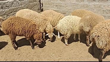 holstein inek satilir: Quzular 35-37kilo arasidir emlik vaxdinnan saxlayiram kök quzulardir — 2
