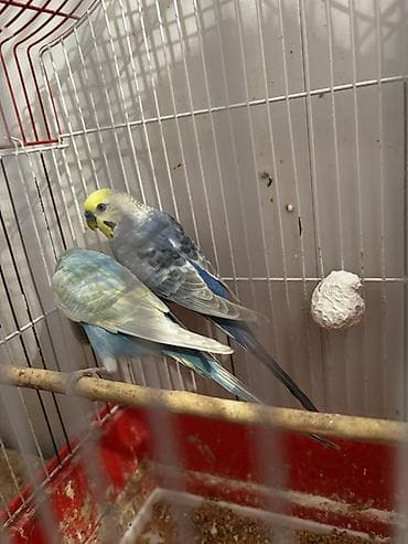 amadin benqal: Rainbow quşlarının balası satılır 10 15 günə yemə düşəcəklər istiyən — 2