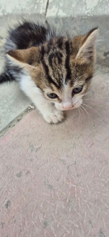 cins pişik: Erkək, Yaxşı əllərə, Ünvandan götürmə — 1