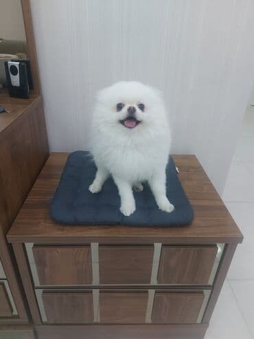 bala afcarka: Şpitz — 2