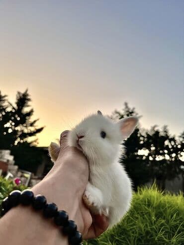 cuce yem qabi: Salam🖐🏻.Her biri real dovşan şekilleridir öz heyetimde saxladığım — 12