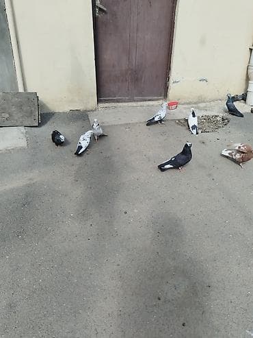 aksolotl satışı: Satılır tərcitmə quşlar 30 quş gəncə 150 manat — 9