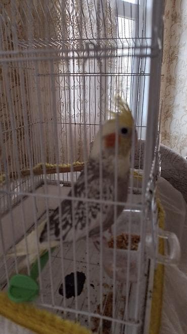 bülbül quşu haqqında məlumat: Nymph parakit (kakarik/kozalak) – qəfəs və aksesuarlarla birlikdə — 2