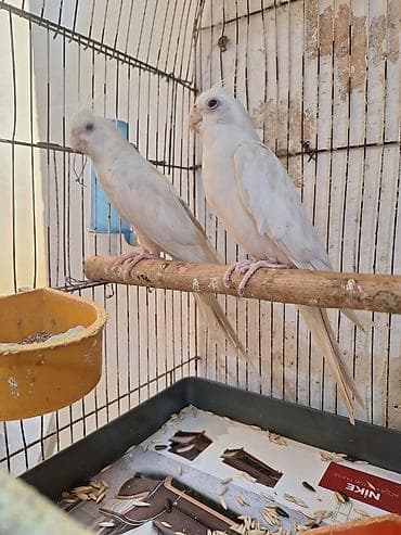 halep kecisi satilir: Ağ yanaqsiz karella 9 ayliqdir təzə cüttə atmişam təmiz — 4