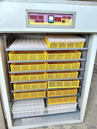 Аренда оборудования: 1500 яиц, Полностью автоматическая — 2