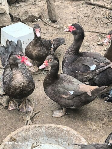 heyratı o şamo: Dişi, | Lal ördək, Ətlik — 3