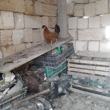 cins inekler: Toyuq, Yumurtalıq — 7