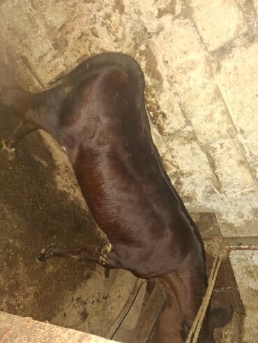 qaradolaq qoyun satilir: Dana, buzov, Dişi, ay: 1, 80 kq, Damazlıq, Ödənişli çatdırılma — 2