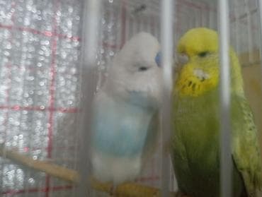 dekarativ quşlar: Damazlıq bala vermiş çex tutuquşuları satılır 2-3 dəfə bala almışam — 3