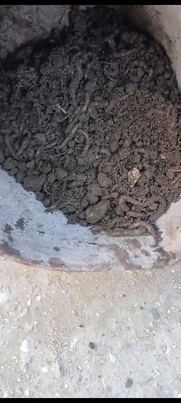 su daciki: Canlı torpaq qurdları – bağçılıq və balıqçılıq üçün - Məhsul: Canlı — 6