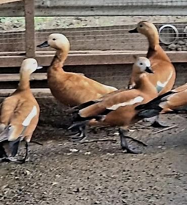 kangal itlərin satışı: Anqut qazi cut tam saglam göndrəmək də mumkundu bakoyada göndeirəm — 3