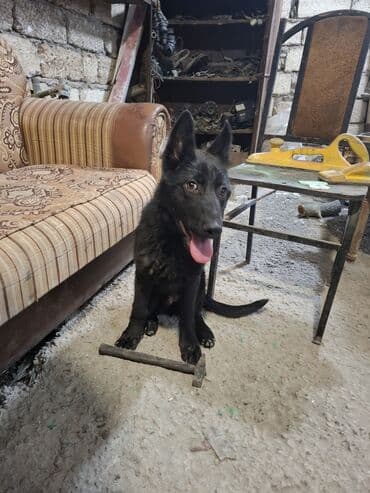 alman çoban köpeği: Alman çoban iti, 5 ay, Dişi, Ünvandan götürmə — 1