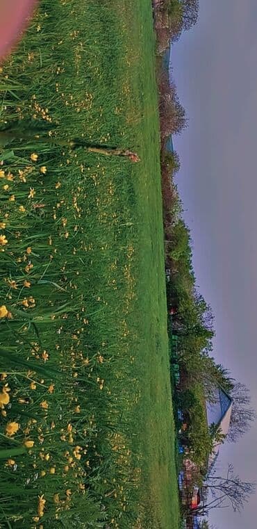 аренда земли под шиномонтаж: 10 соток Для сельского хозяйства, Газ, Электричество, Водопровод — 7