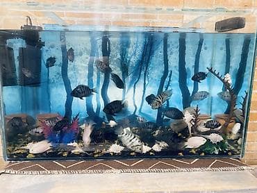 akvarium baliq bazari: Salam . Akvarium Və balıqlar bir yerdə satılır.100 manat. Çixlet — 7