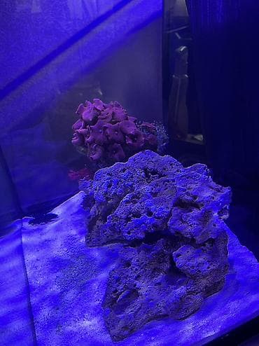 Quşlar: Hazir okean akvariumu satilir icinde dashi qumu 3 ilbizi musherom — 5