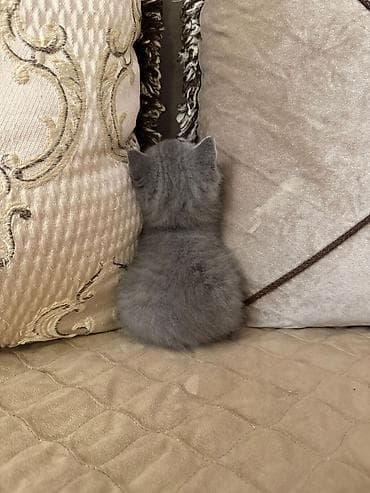 Gözəl boz tüklü balaca pişiklər - Rəng: Bütövlükdə tünd-boz (solid lalafo.az -da Gözəl boz tüklü balaca pişiklər - Rəng: Bütövlükdə tünd-boz (solid