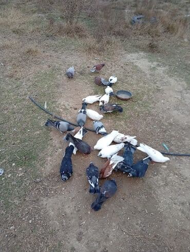 Gəmiricilər: Qarışıq nal-qarın və rəngdə ev göyərçinləri dəsti - Növ: Ev/oyun — 3