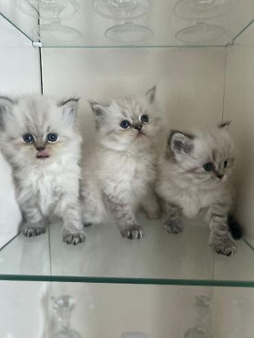 top az itler: Erkək, Yaxşı əllərə, Ünvandan götürmə, Pulsuz çatdırılma, Ödənişli çatdırılma — 2