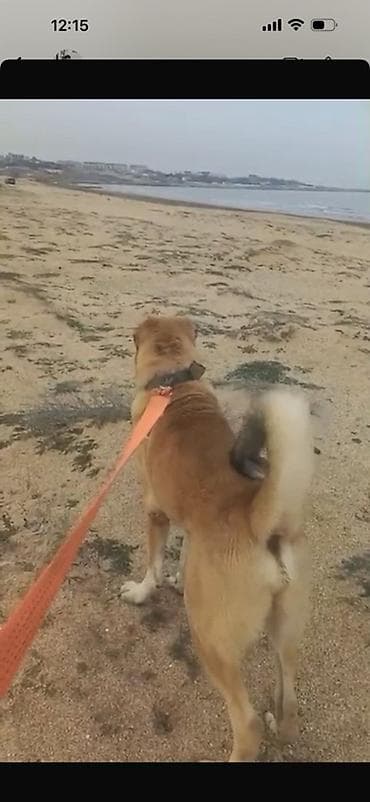 Digər heyvanlar: Kanqal — 2