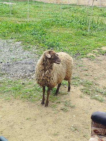 Yemlər: Salam Allah hamının malına bərəkət versün! Şəkildə gördüyünüz quzular — 6