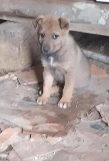 сколько стоит кане корсо: Немецкая овчарка, 2 месяца, Самец, Самовывоз — 2