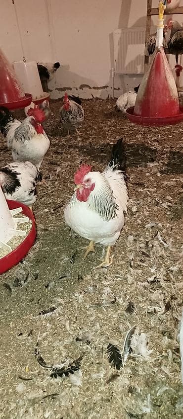 damaz: Xüsusiyyətlər: - Rəng: ağ əsaslı, boyun və quyruqda qara-lələklə — 2