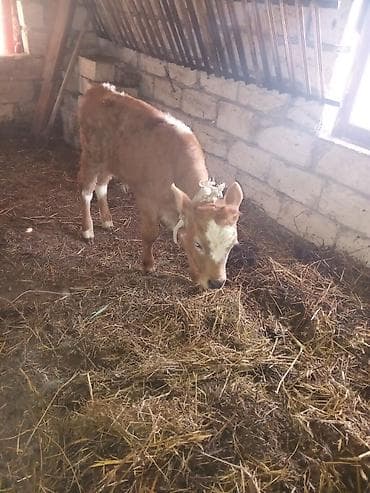 dan: Dana, buzov, Erkək, Simental, ay: 1, Ətlik — 2