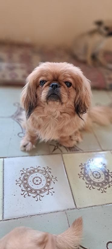 итлер: Пекинес — 3