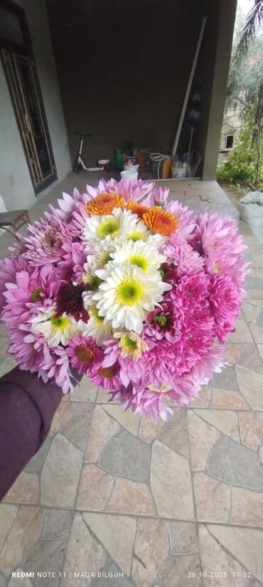 gül salonu: Xrizantema gülləri – müxtəlif rənglərdə - Rənglər: bənövşəyi/çəhrayı — 1