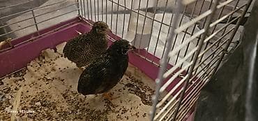 ev quş: 1 cüt çin bildirçini barter olunur 4 dənə valnist ilə cütü 35 m — 7