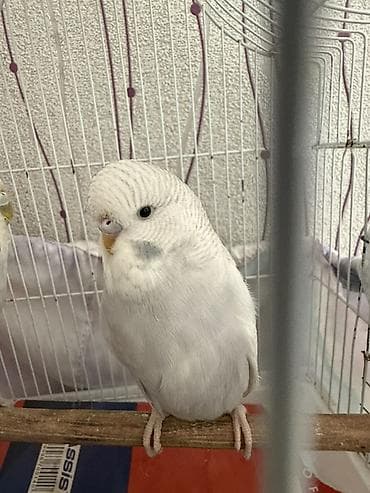 quş yuvaları: Təmiz qan çex quşlardir ve iri quşlardır
 biri 25 manat — 9