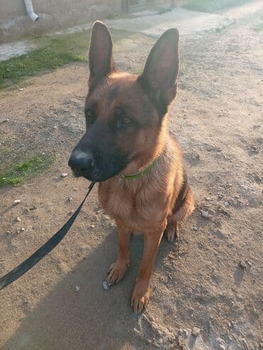 şirin itler: Alman çoban iti, 2 il, Erkek — 2