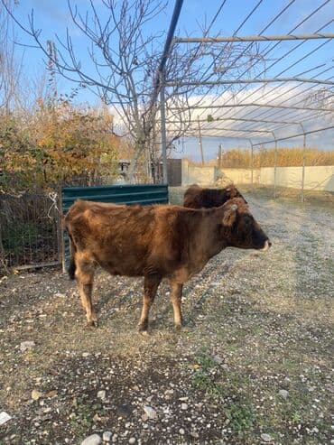 inək şves: Salam, 1ci inək 3cü qarın boğazdır 7 aylığ. İkinci inək, 1ci qarına — 6