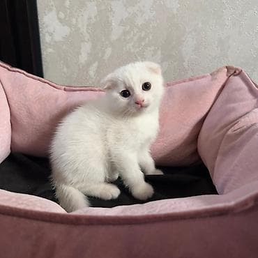 Akvariumlar: Şotland — 2