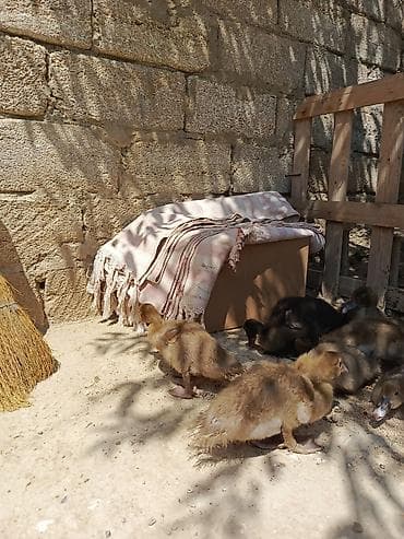 it sat: Dişi, | Macar, Ətlik, Ödənişli çatdırılma, Ünvandan götürmə — 2