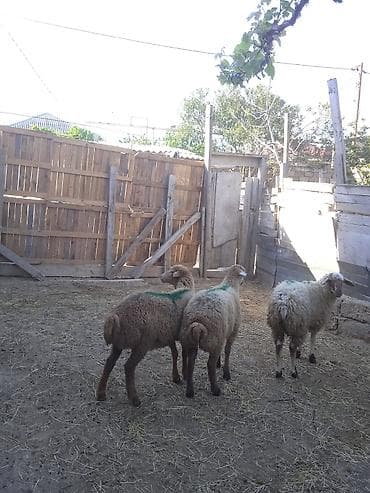 qoyun sortlari: Erkəy quzular super kökduler qurbanlığa yararlıdır — 4