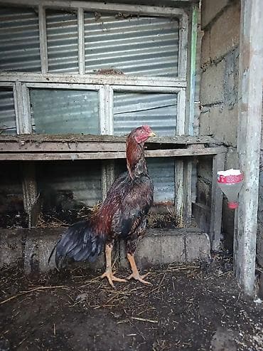 kənd cuceleri: Xoruz, il: <1 — 5