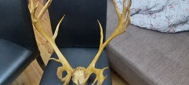 keçi buynuzu bəhməzi qiyməti: Təbii maral buynuzu satlır — 4