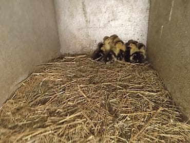 Lal Ördək balaları krasnadar hind ördəkləri ilə yerli ördəklərin