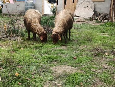 Qoyun və quzular.2 qoyundu heresinin bir balasi var lalafo.az -da Qoyun və quzular.2 qoyundu heresinin bir balasi var