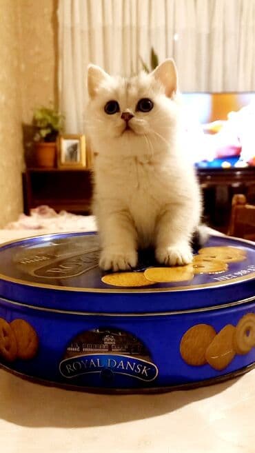 pişikler: Britan, Dişi, Yaxşı əllərə, Ünvandan götürmə — 3